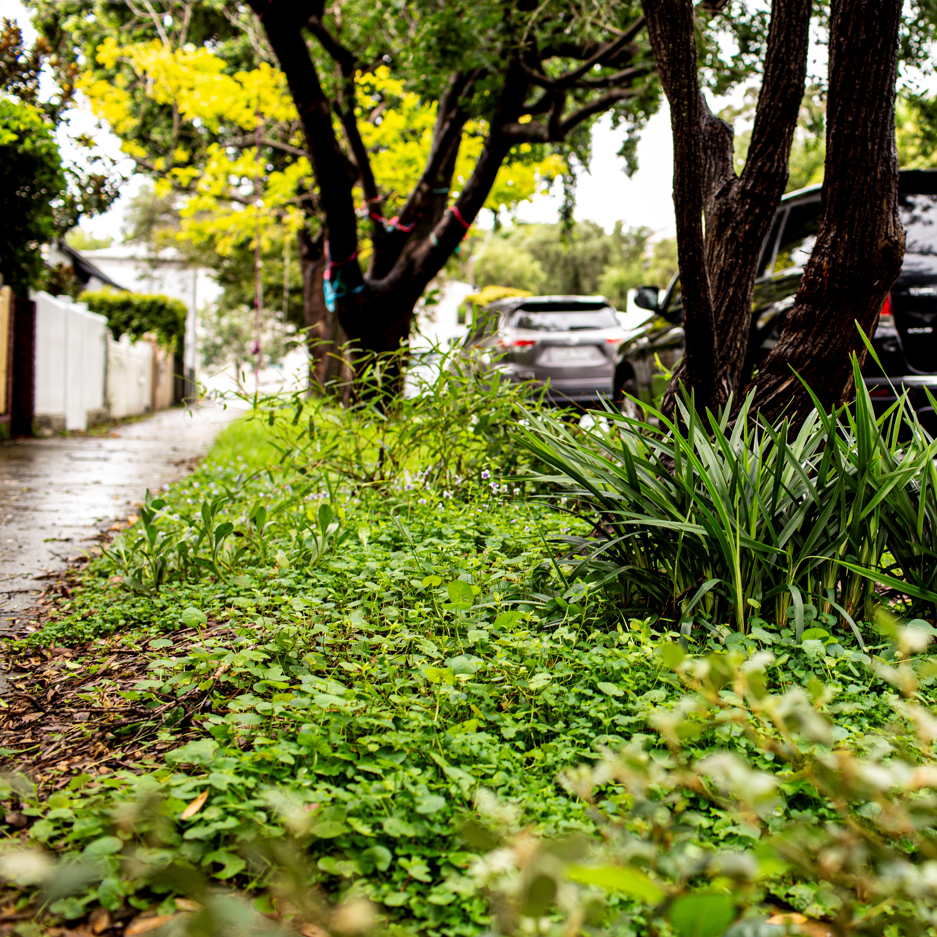 A verge garden filled with low growing plants